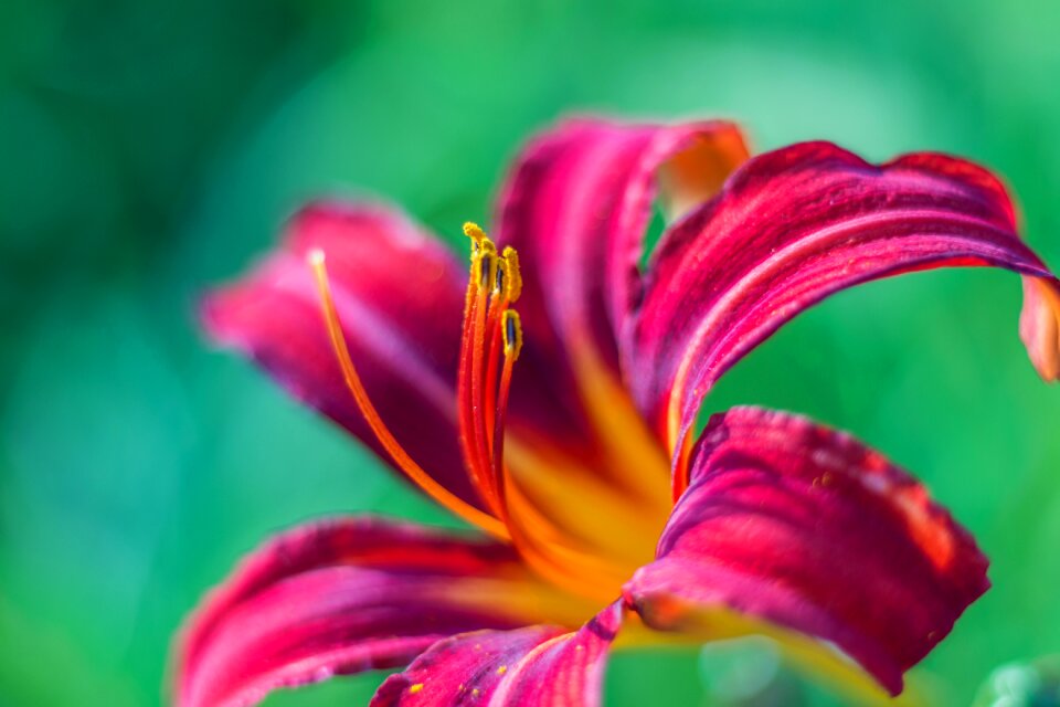 Nature flower plant