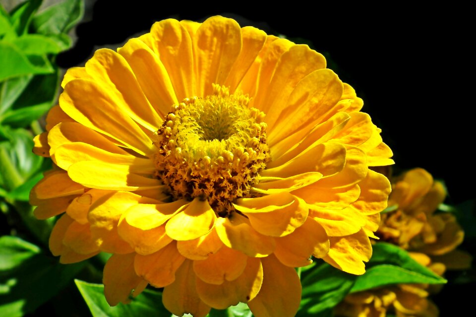 Nature garden summer