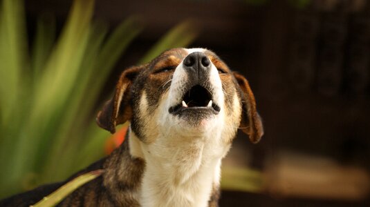 Pet domestic armenia
