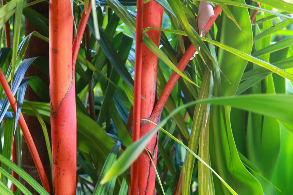 Forest tropical green