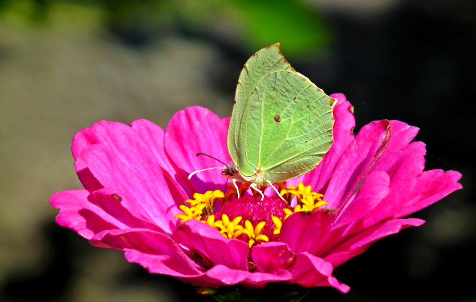 Zinnia nature macro