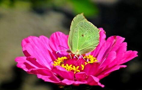 Zinnia nature macro photo