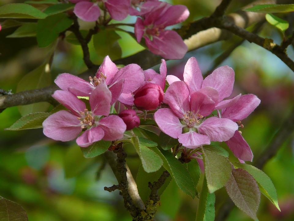 Peach tree peach tree blossom bloom