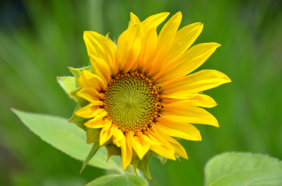 Blossom bloom plant