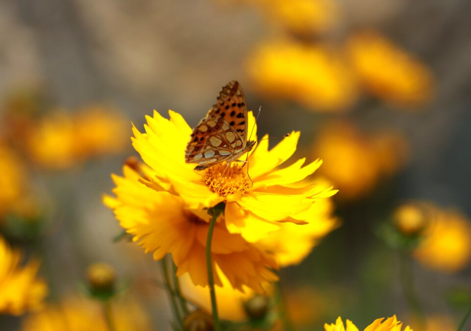 Nature insecta nice