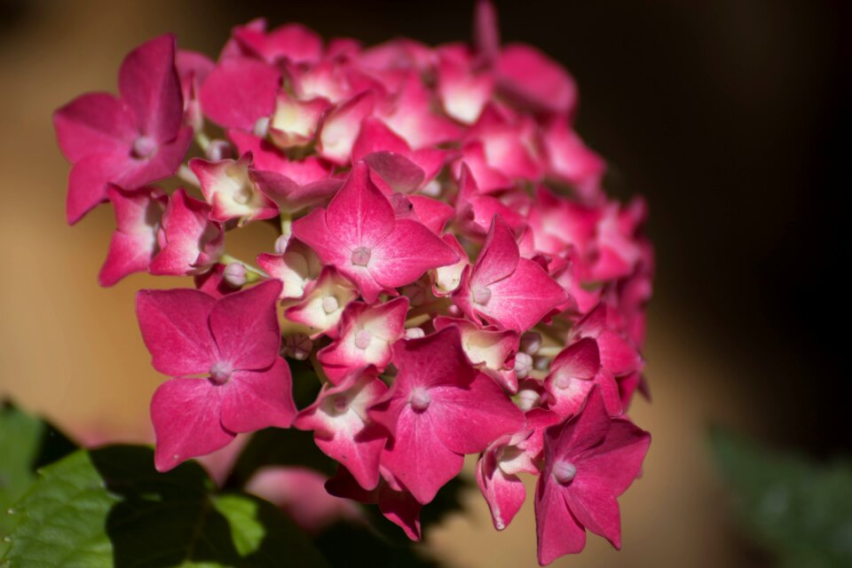 Hydrangea family vegetable garden