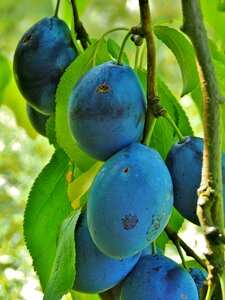 Harvest thanksgiving blue