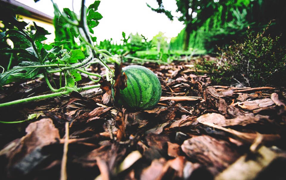 Food summer the tropical