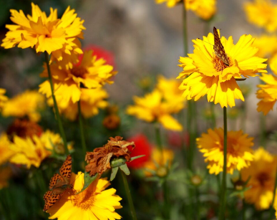 Nature insecta nice