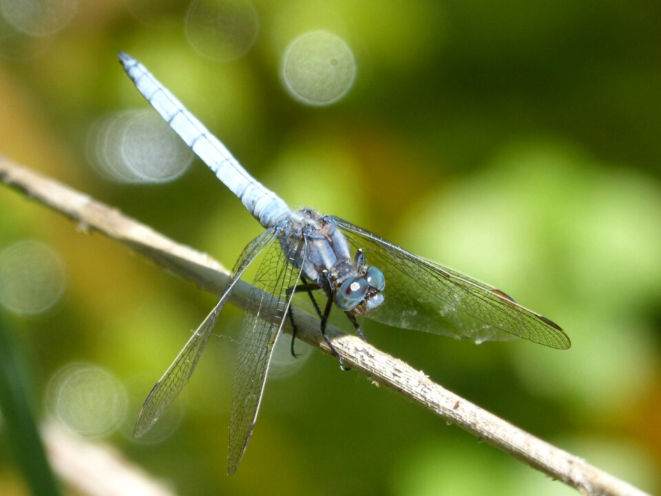 Parot pruïnós insect stem