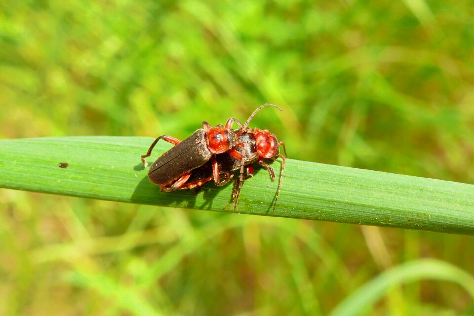 The beetle omomiłek grey cantharis fusca