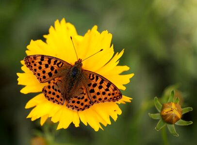 Nature insecta nice