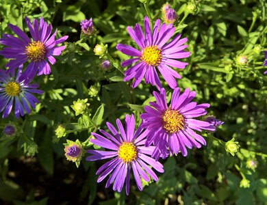Composites purple flowers yellow pollen tubes