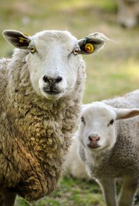 Animal wool nature