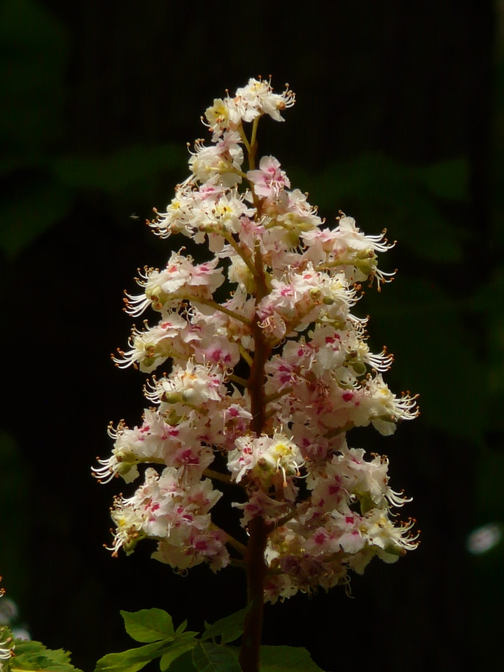 Chestnut blossom chestnut inflorescence
