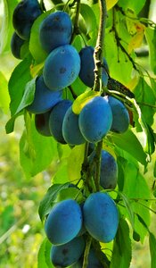Harvest thanksgiving blue