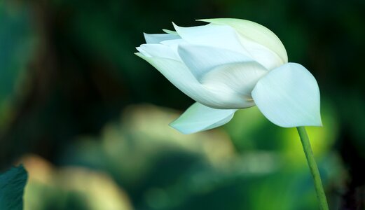 Blooming pure white