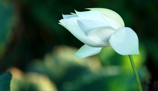 Blooming pure white photo