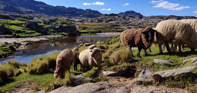 Cordoba sheeps mountains