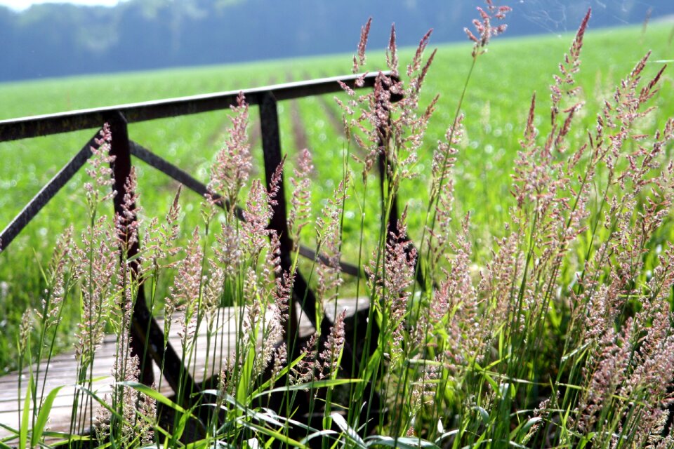 Herbs passage nature