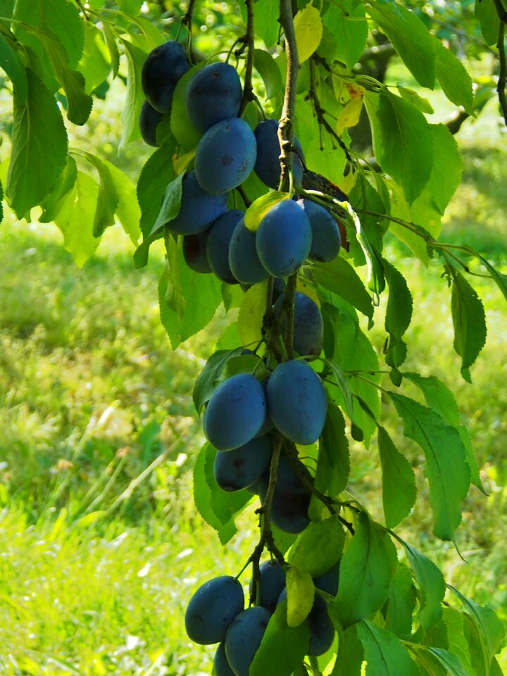 Harvest thanksgiving blue