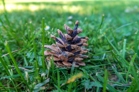 Tree pine cones conifer photo