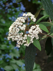Tongue snowball snow ball musky herb greenhouse