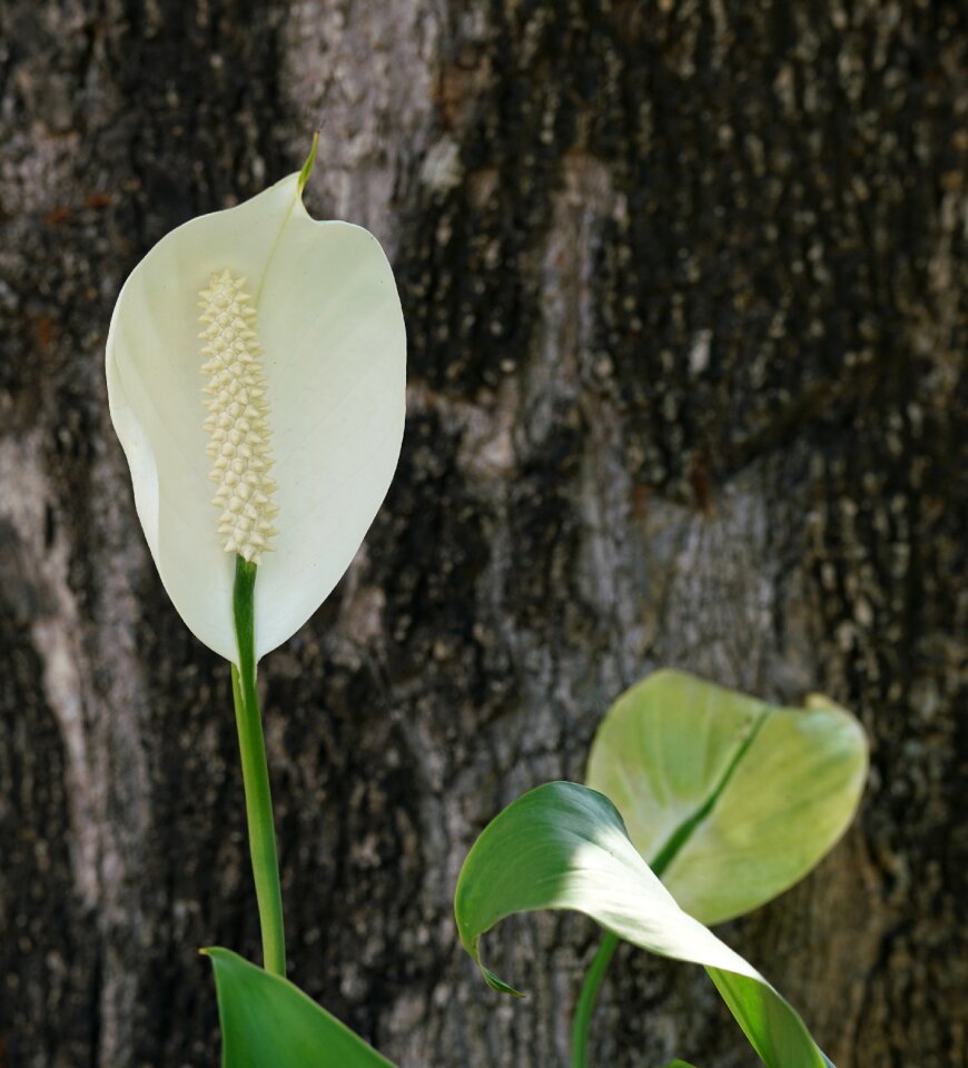 Laceleaf pure white