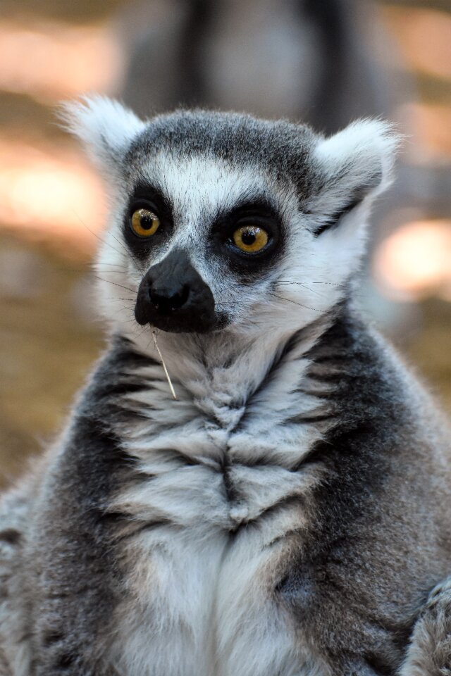 Animal lemur Free photos