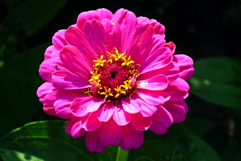 Nature garden macro