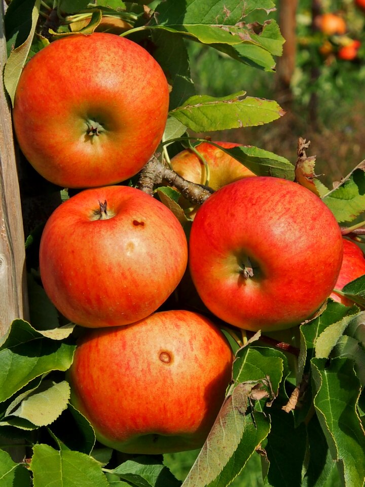Harvest thanksgiving red