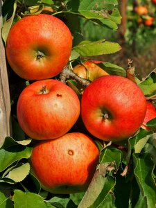 Harvest thanksgiving red