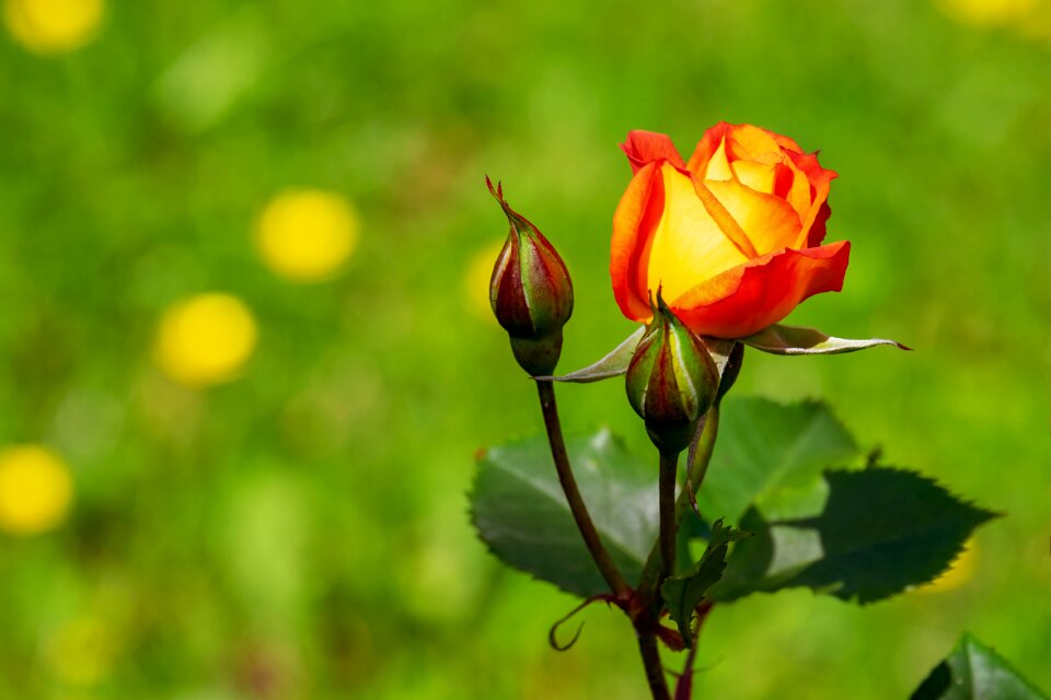 Bloom yellow orange bicolor rose photo