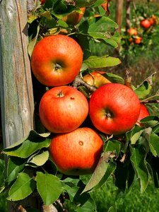 Harvest thanksgiving red