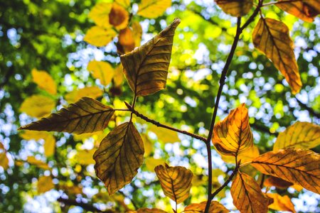 Autumn summer colorful