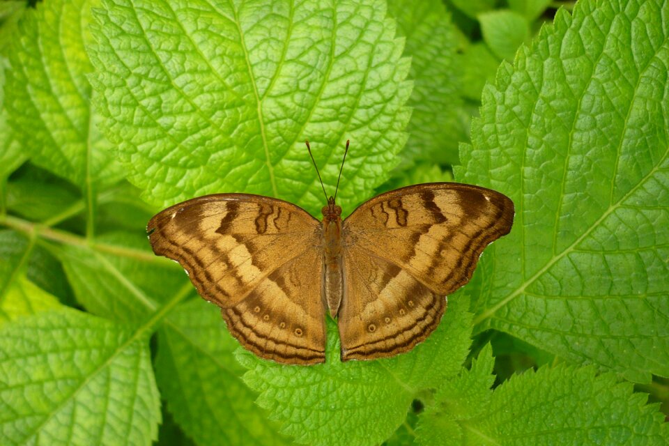 Nature animal world insect
