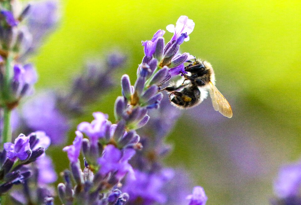 Lavender hummel insect