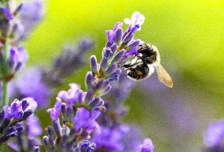 Lavender hummel insect photo