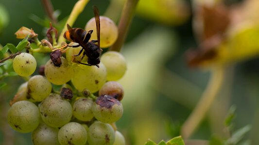Vine vespa velutina sugar