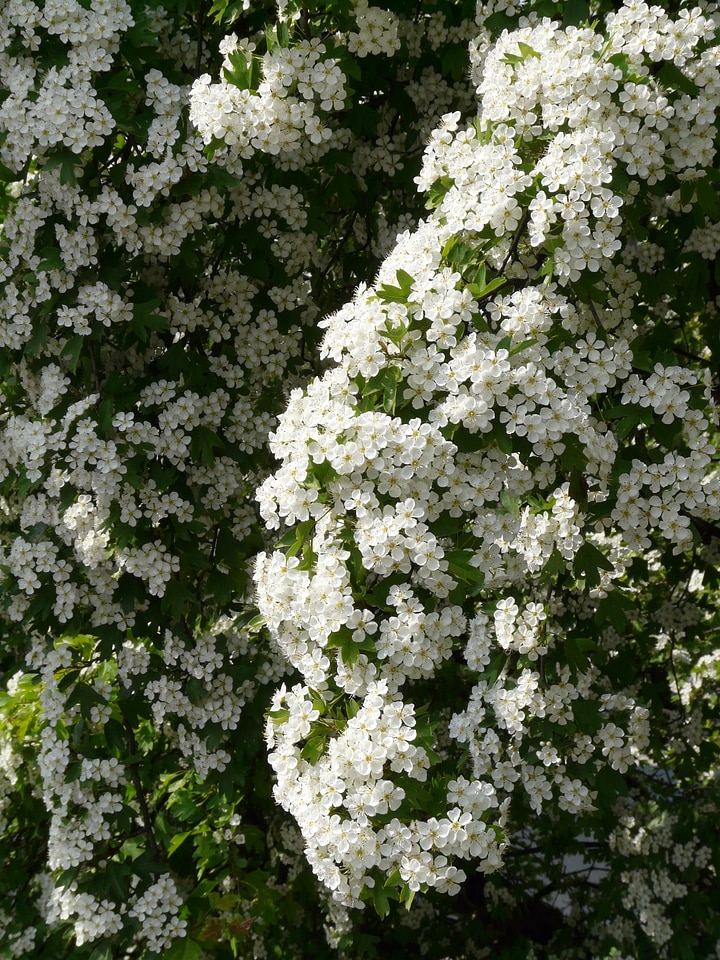 Pear blossom pear blossom
