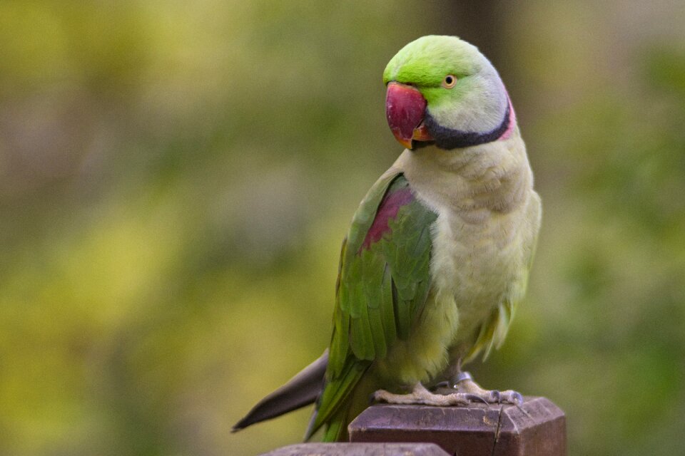Wildlife wings parrot