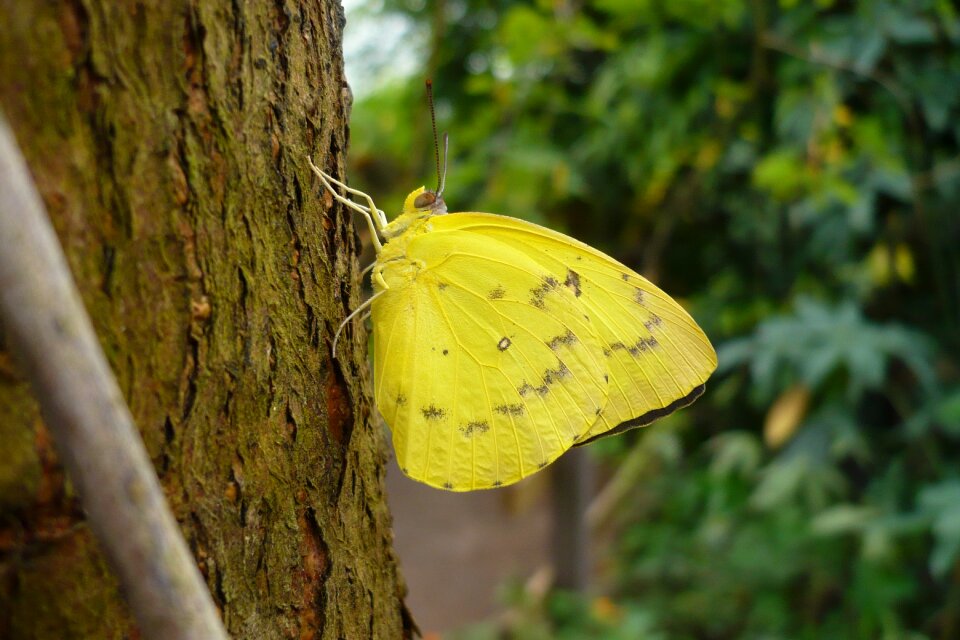 Nature summer close up