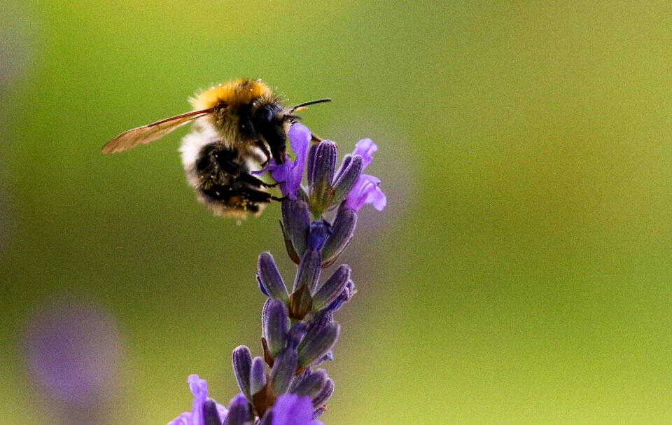 Lavender hummel insect