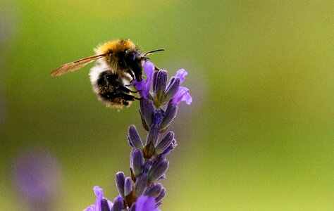 Lavender hummel insect photo