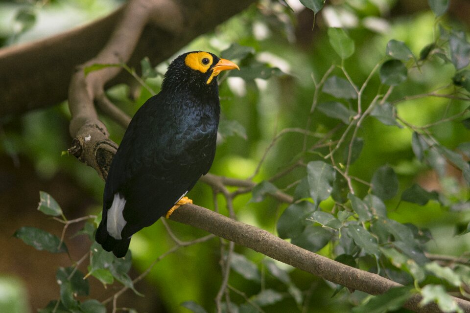 Animal tree outdoor