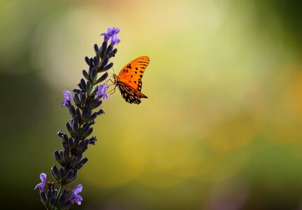 Lavender butterfly insect photo