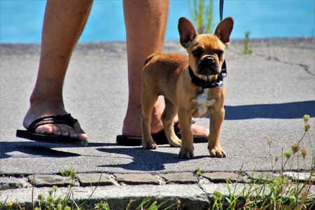 Puppy on a leash legs photo
