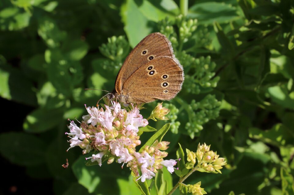 Butterfly brown fox butterflies