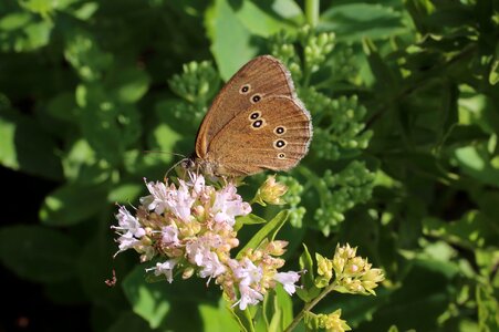 Butterfly brown fox butterflies photo