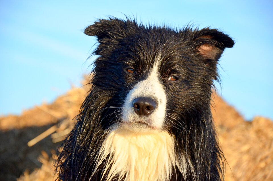 Border collie pet purebred dog
